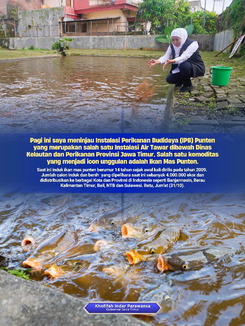 Gubernur Khofifah Sebut Ikan Mas Punten Berpotensi Ekspor, Daging Lebih Tebal dan Pertumbuhan Lebih Cepat