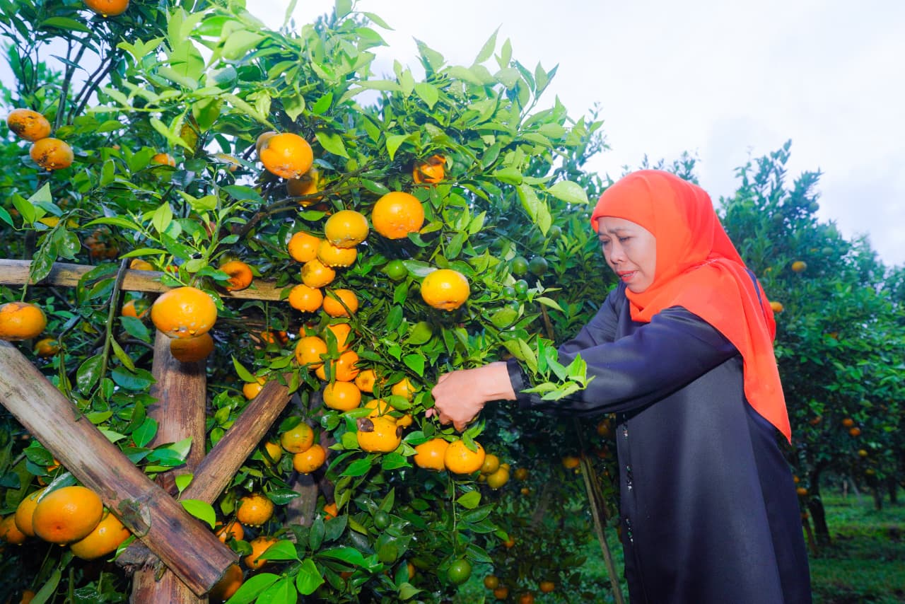 Gubernur Khofifah Dorong Promosi Nasional Jeruk Siam Madu Tutur Agar Jadi Primadona Baru Hortikultura Jatim