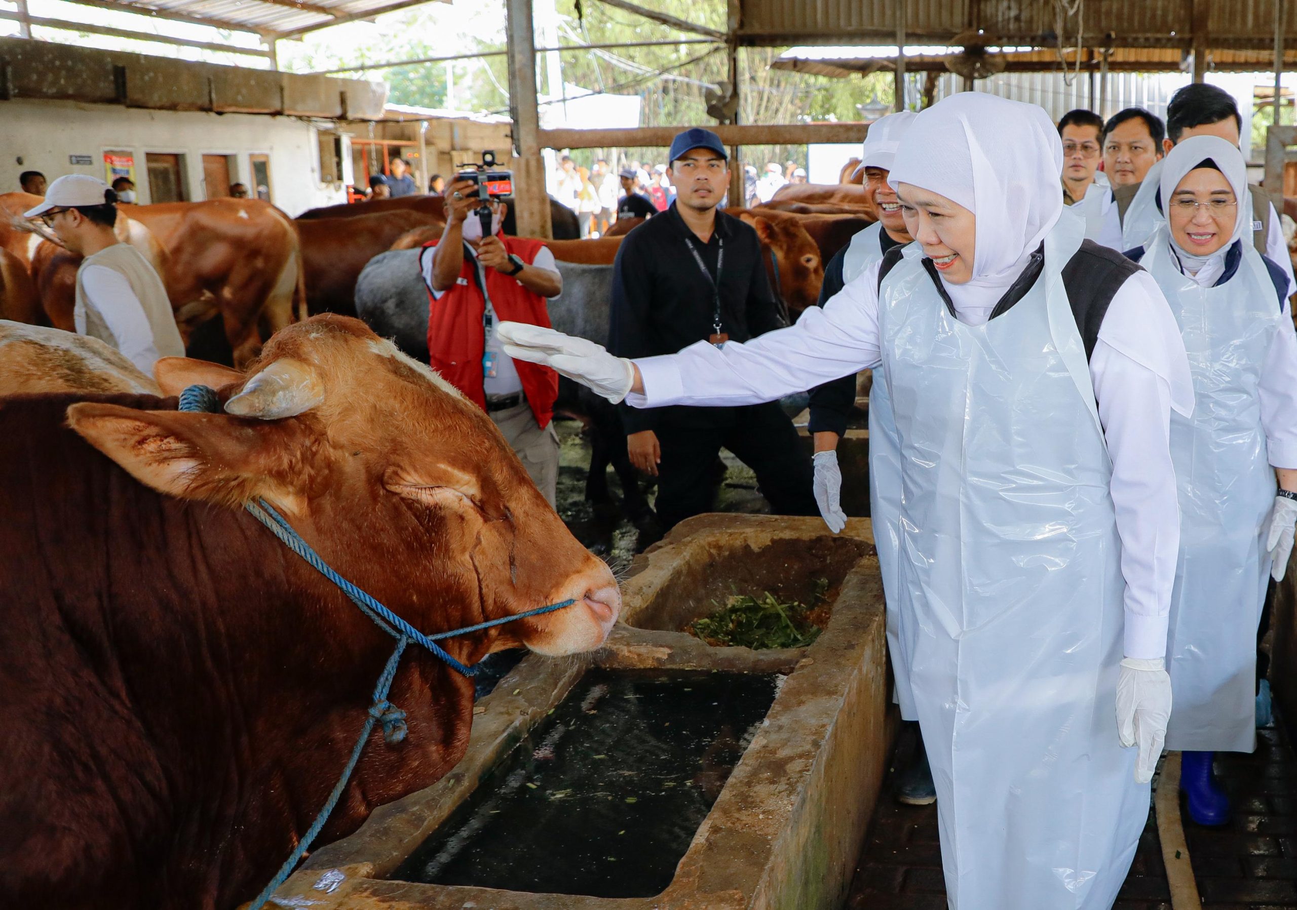Gubernur Khofifah Tinjau Peternakan Sapi Baru, Tegaskan Jatim Surplus Hewan Kurban dan Bebas Penyakit